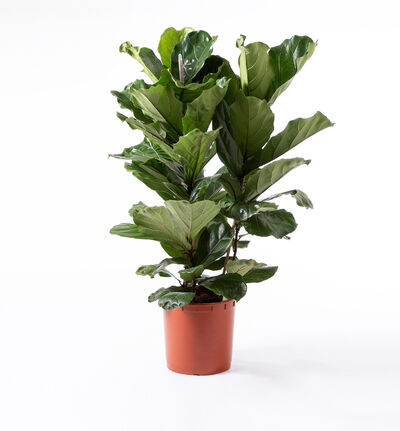 Ficus lyrata Ficus lyrata